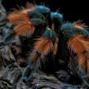 oleggorelov4588 avatar