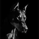 Kamino's Discord avatar