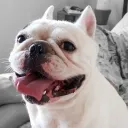 chicocoelho