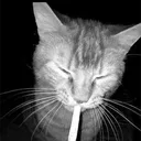 weed5248