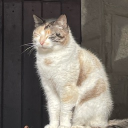 avatar 𝕬𝖑𝖇𝖆