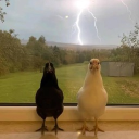 avatar ♰dingdong♰