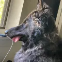 vrashnir