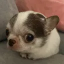 psyduckvvv
