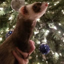 avatar CelestialSharktea