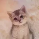 miaomiaoyoudianpang1336