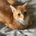 .papixulo