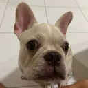 boggo