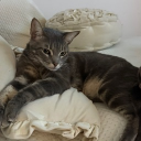 avatar Alessmon 🍒