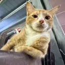 neximalthe
