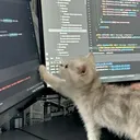 notfarex