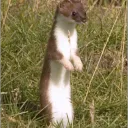 amountainmuncher