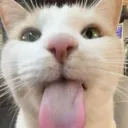 napyordishreal