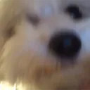 xtyllarx