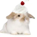 purin.cat