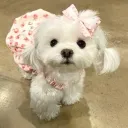 heypomeria