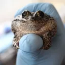 catwithnoloaf avatar