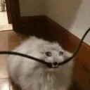babiebonkers