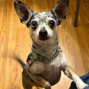 avatar BBW HoodRich Velociraptor