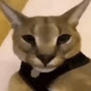 JustAnotherCat