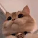 avatar Mista Whiskas