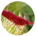 roger_751007