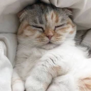 avatar GoldfishAura🐠