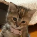 .kit.katt