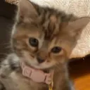 .kit.katt
