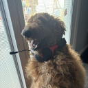 avatar fatassdog