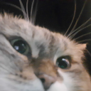 avatar ¯\_⎠.𝓽𝓪𝓻𝓰𝓪𝔀!⎝_/¯