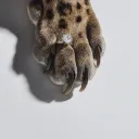 ghloy