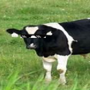 CowMama10