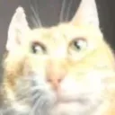 ndgocman