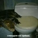 ndgocman