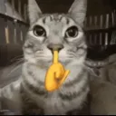 ray_rajaibelis avatar