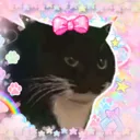 toastdacat