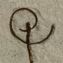 Lephilo