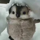 donpenguins
