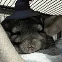 boopup