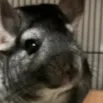 boopup