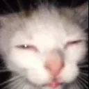 evil sleepy cat