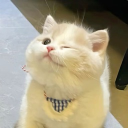 avatar ✿ lil chôc