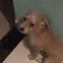 jotinha_yt