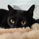 gatito_abogado