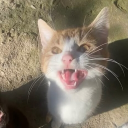 avatar ⭒𝒦𝒶𝓉⭒