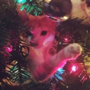 avatar ⭒𝒦𝒶𝓉⭒