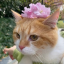 avatar Sofia ✩ 🎀°｡🎧⋆🌷
