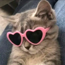 some random cat avatar