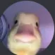 daviluccas19